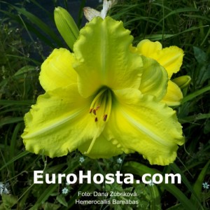 Hemerocallis Barnabas - Eurohosta