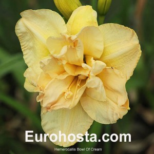 Hemerocallis Bowl of Cream - Eurohosta