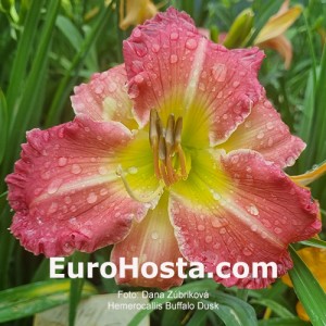 Hemerocallis Buffalo Dusk