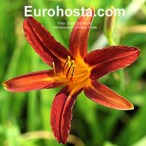 Hemerocallis Crimson Pirate - Eurohosta