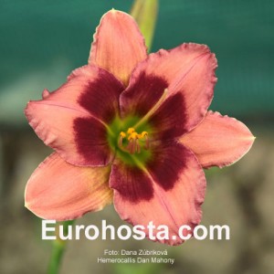 Hemerocallis Dan Mahony - Eurohosta