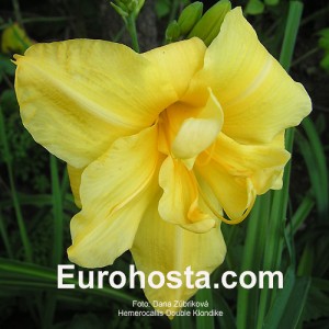 Hemerocallis Double Klondike - Eurohosta
