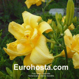 Hemerocallis Double Klondike - Eurohosta