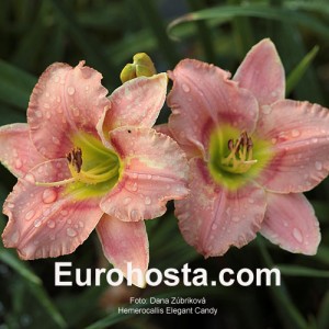 Hemerocallis Elegant Candy - Eurohosta