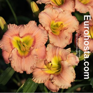 Hemerocallis Elegant Candy - Eurohosta