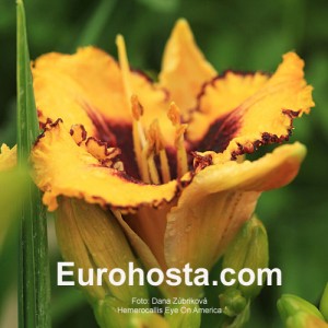 Hemerocallis Eye On America - Eurohosta