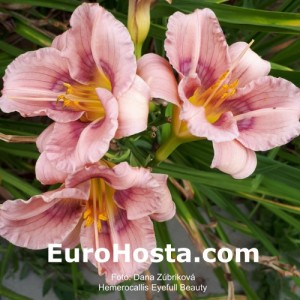 Hemerocallis Eyefull Beauty - Eurohosta