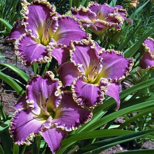 Hemerocallis Frank's Star Of Bethlehem - Eurohosta