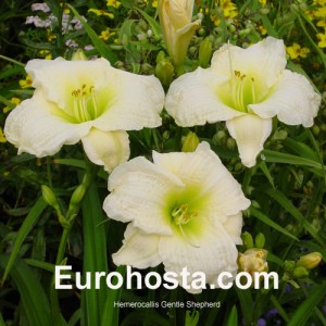 Hemerocallis Gentle Shepherd - Eurohosta