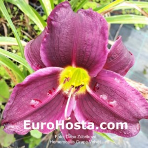 Hemerocallis Grape Velvet - Eurohosta