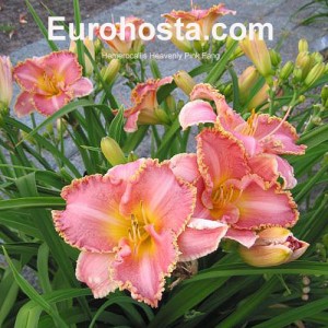 Hemerocallis Heavenly Pink Fang - Eurohosta