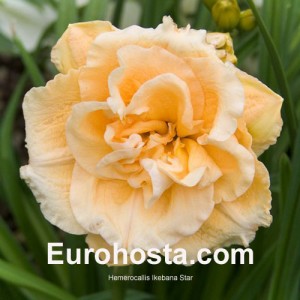 Hemerocallis Ikebana Star - Eurohosta