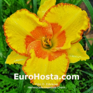 Hemerocallis Irresistible Charm - Eurohosta