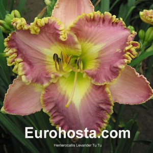Hemerocallis Lavender TuTu - Eurohosta