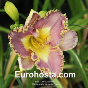 Hemerocallis Lavender TuTu - Eurohosta