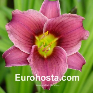 Hemerocallis Little Missy - Eurohosta