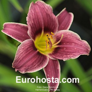 Hemerocallis Little Missy - Eurohosta