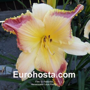 Hemerocallis Lotus Position - Eurohosta