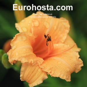 Hemerocallis Louise Manelis - Eurohosta