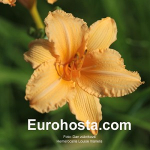 Hemerocallis Louise Manelis - Eurohosta