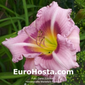 Hemerocallis Marietta's Favorite - Eurohosta
