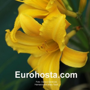 Hemerocallis Mary Tood - Eurohosta