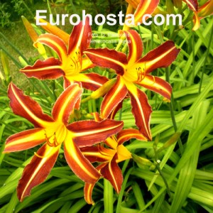 Hemerocallis Stern Von Rio - Eurohosta