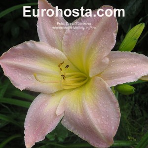 Hemerocallis Melody in Pink - Eurohosta