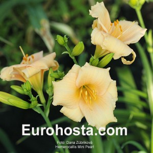 Hemerocallis Mini Pearl - Eurohosta
