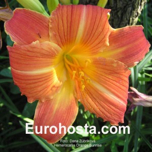 Hemerocallis Orange Sunrise - Eurohosta