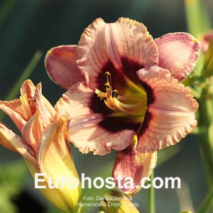 Hemerocallis Orchid Candy - Eurohosta