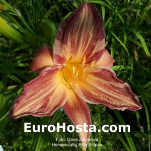 Hemerocallis Pink Stripes - Eurohosta