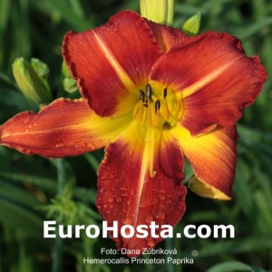 Hemerocallis Princeton Paprika - Eurohosta