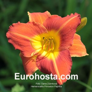 Hemerocallis Princeton Paprika - Eurohosta