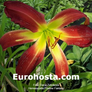 Hemerocallis Pristine Fantasy - Eurohosta