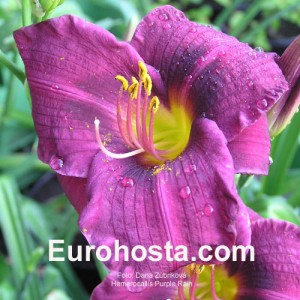 Hemerocallis Purple Rain - Eurohosta
