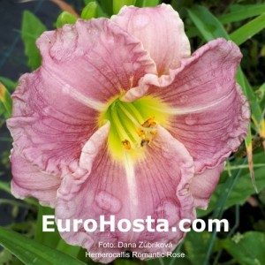 Hemerocallis Romantic Rose - Eurohosta