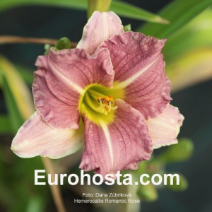 Hemerocallis Romantic Rose - Eurohosta