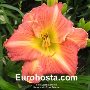 Hemerocallis Rose Talisman - Eurohosta