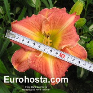 Hemerocallis Rose Talisman - Eurohosta