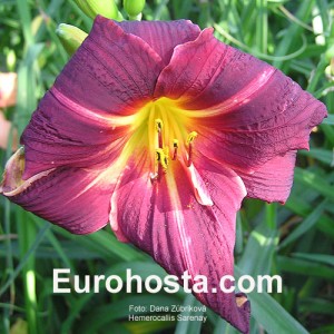 Hemerocallis Sarenay - Eurohosta