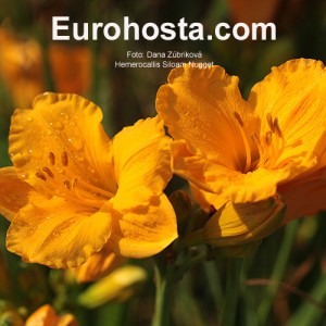 Hemerocallis Siloam Nugget - Eurohosta