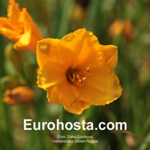 Hemerocallis Siloam Nugget - Eurohosta