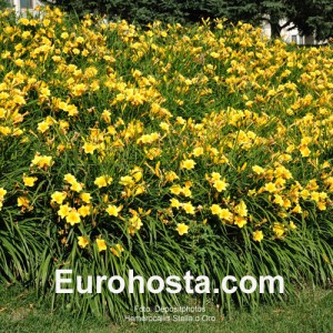 Hemerocallis Stella d´Oro - Eurohosta