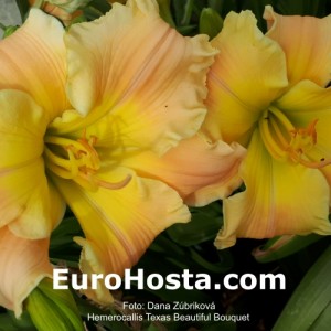 Hemerocallis Texas Beautiful Bouquet - Eurohosta