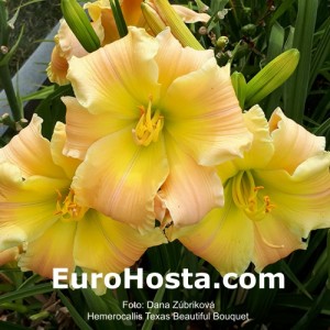 Hemerocallis Texas Beautiful Bouquet - Eurohosta