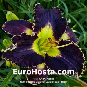 Hemerocallis Victoria Garden Star Bright