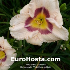Hemerocallis White Eyelash Cutie - Eurohosta