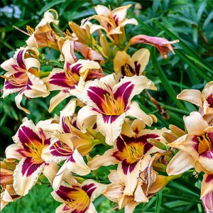 Hemerocallis Wild Horses