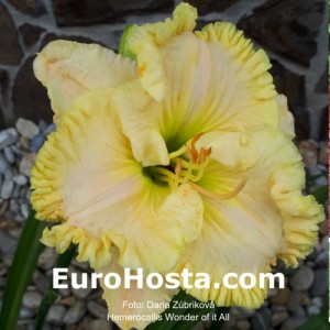 Hemerocallis Wonder of it All - Eurohosta